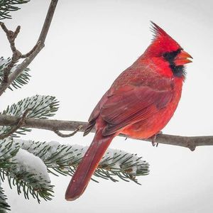 Meet your Posher, Debra